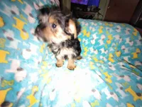 Fifi's purebred Yorkie boy 9 weeks old ready to go to his new family, a male Yorkshire Terrier for sale in Jackson, MI – Photo 2 of 3