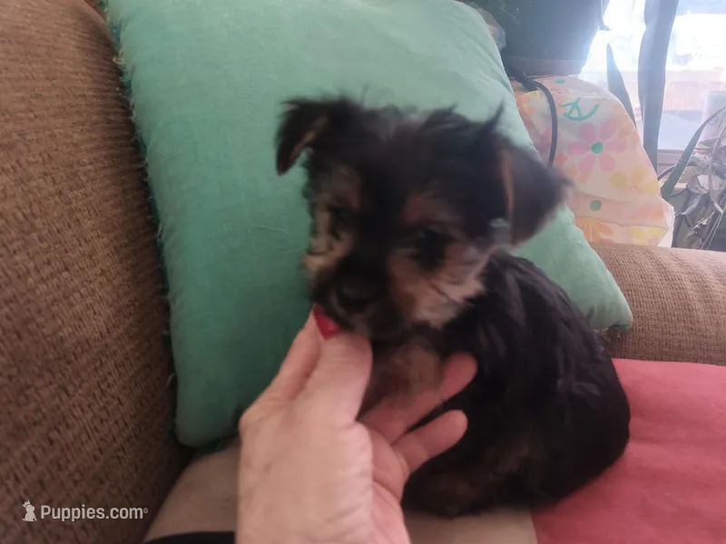 Fifi's purebred Yorkie boy 8 weeks old ready to go to his new family