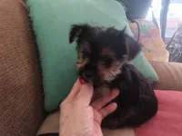 Fifi's purebred Yorkie boy 8 weeks old ready to go to his new family, a male Yorkshire Terrier for sale in Jackson, MI – Photo 1 of 3