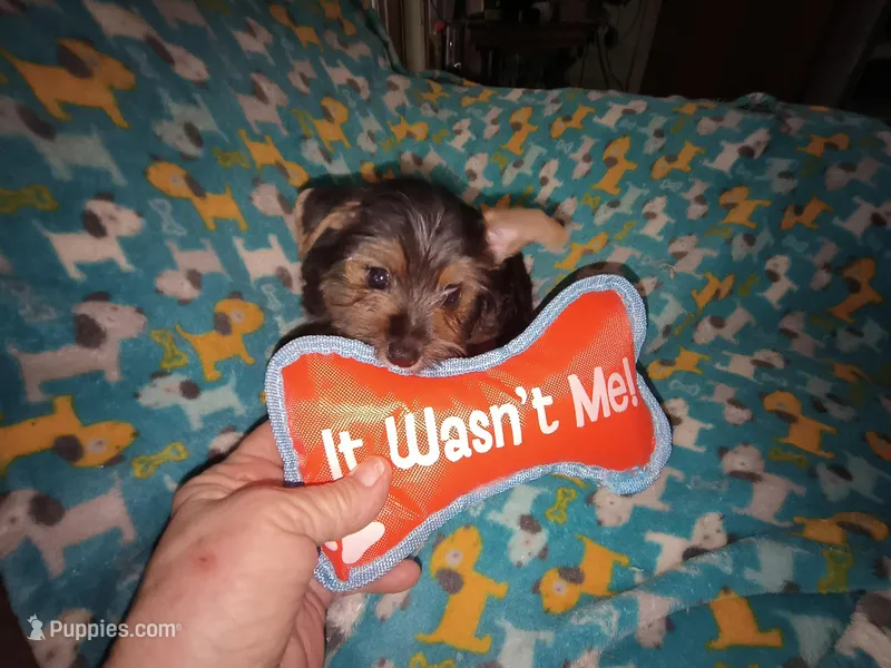 Fifi's purebred Yorkie boy 9 weeks old ready to go to his new family