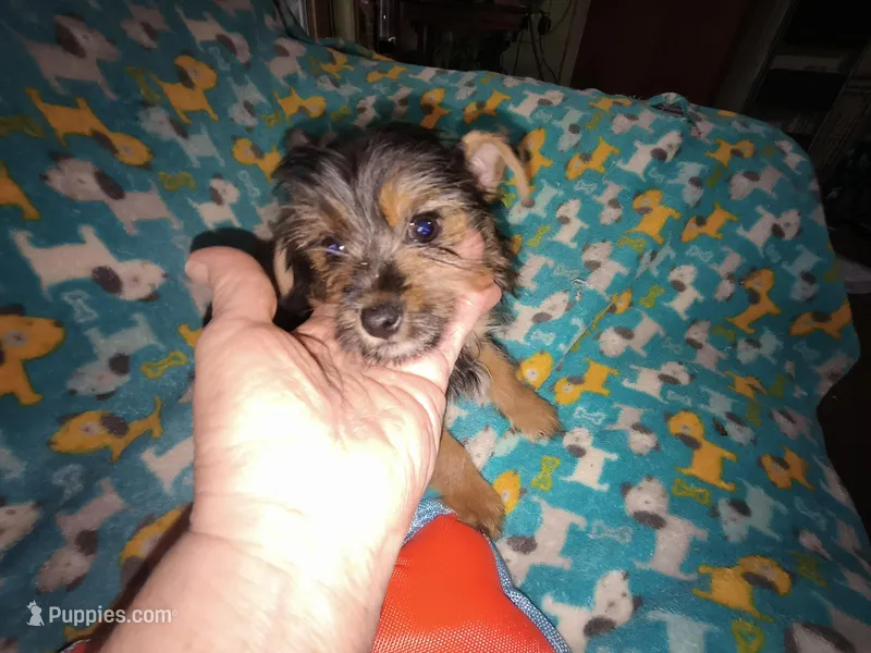 Fifi's purebred Yorkie boy 9 weeks old ready to go to his new family