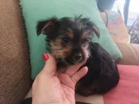 Fifi's purebred Yorkie boy 8 weeks old ready to go to his new family, a male Yorkshire Terrier for sale in Jackson, MI – Photo 2 of 3