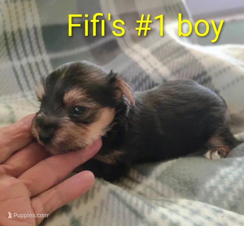 Fifi's purebred Yorkie boys! – Yorkshire Terrier puppy for sale in Jackson, MI
