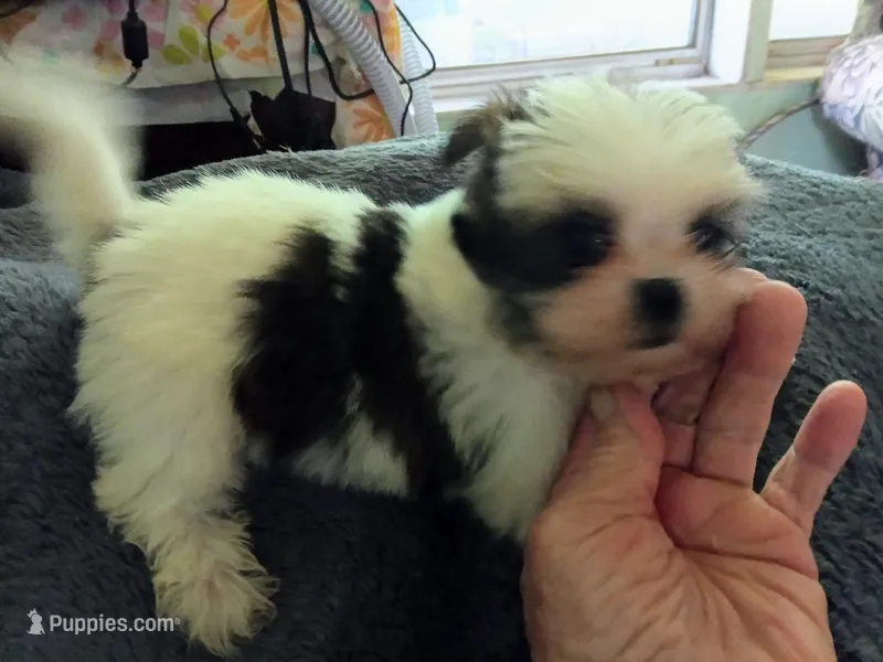 Kiwis shorkie boy #2 – Shorkie puppy for sale in Jackson, MI