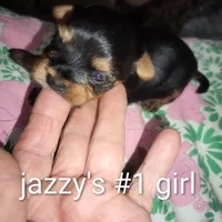 Jazzy's #1 girl, a female Yorkshire Terrier for sale in Jackson, MI – Photo 3 of 3