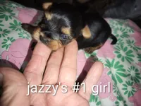 Jazzy's #1 girl, a female Yorkshire Terrier for sale in Jackson, MI – Photo 3 of 3