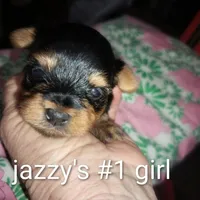 Jazzy's #1 girl, a female Yorkshire Terrier for sale in Jackson, MI – Photo 1 of 3