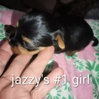 Jazzy's #1 girl, a female Yorkshire Terrier for sale in Jackson, MI – Photo 2 of 3