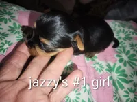 Jazzy's #1 girl, a female Yorkshire Terrier for sale in Jackson, MI – Photo 2 of 3