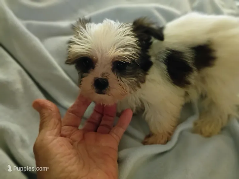 Kiwi's shorkie boy #1 – Shorkie puppy for sale in Jackson, MI