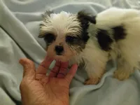 Kiwi's shorkie boy #1, a male Shorkie for sale in Jackson, MI – 1 of 4