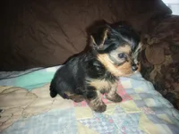Ellie's purebred Yorkie boy, a male Yorkshire Terrier for sale in Jackson, MI – 4 of 4