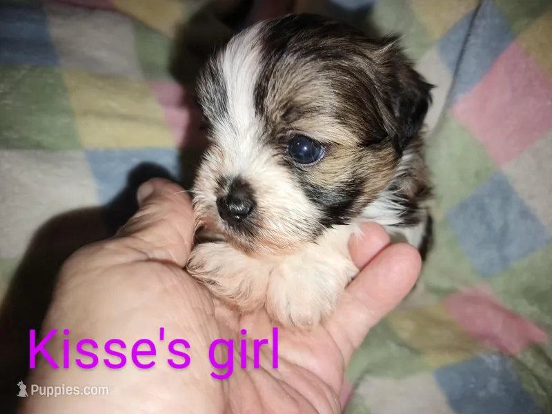 Kisses Shorkie girl, a female Shorkie for sale in Jackson, MI – Photo 1 of 2