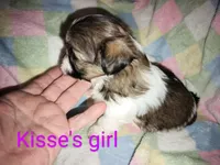 Kisses Shorkie girl, a female Shorkie for sale in Jackson, MI – Photo 2 of 2