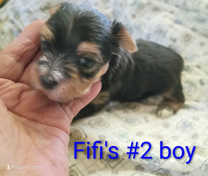 Fifi's purebred Yorkie boys! – Yorkshire Terrier puppy for sale in Jackson, MI