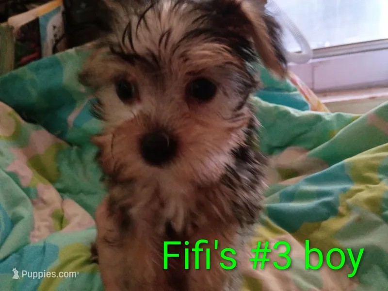 Fifi's #3 purebred Yorkie boy! – Yorkshire Terrier puppy for sale in Jackson, MI