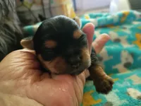 Jazzy's purebred Yorkie boy!, a male Yorkshire Terrier for sale in Jackson, MI – 3 of 3
