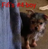 Fifi's #4 boy purebred Yorkie Squirt, a male Yorkshire Terrier for sale in Jackson, MI – 3 of 3