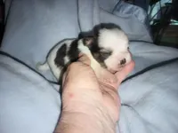 Kiwis shorkie boy #2, a male Shorkie for sale in Jackson, MI – 3 of 3