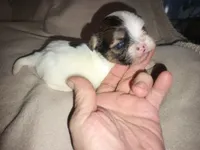 Kiwi's shorkie boy #1, a male Shorkie for sale in Jackson, MI – 2 of 3