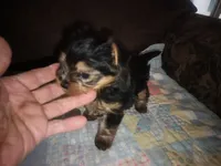 Ellie's purebred Yorkie boy, a male Yorkshire Terrier for sale in Jackson, MI – 2 of 4