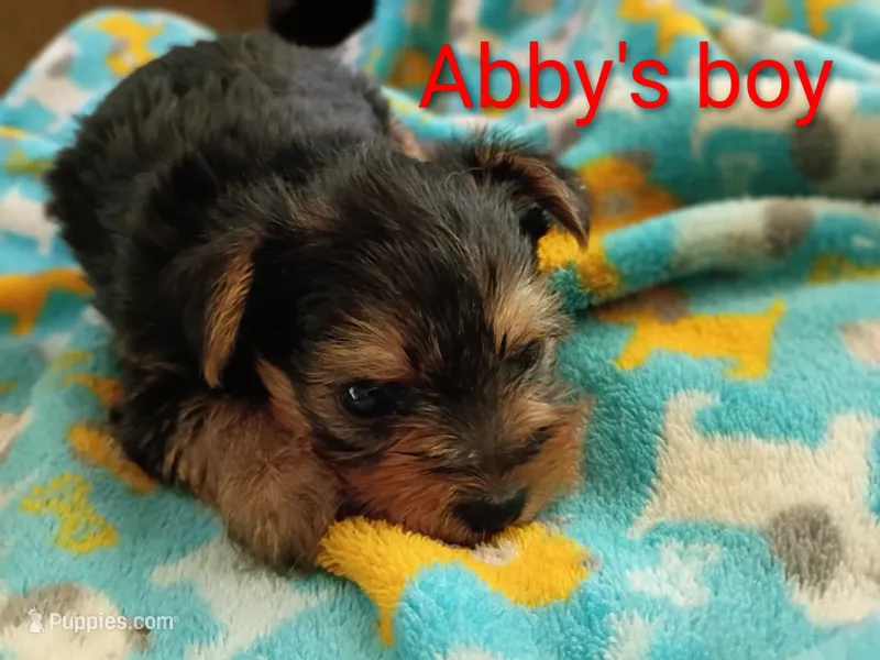 Abby's purebred Yorkie boy! – Yorkshire Terrier puppy for sale in Jackson, MI