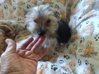 Fifi's Boo-boo purebred Yorkie boy. 14 wks, a male Yorkshire Terrier for sale in Jackson, MI – 2 of 3