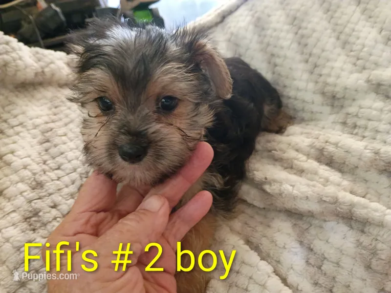 Fifi's #2 purebred Yorkie boy! – Yorkshire Terrier puppy for sale in Jackson, MI