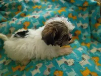 Kiwis shorkie boy #2, a male Shorkie for sale in Jackson, MI – 3 of 3