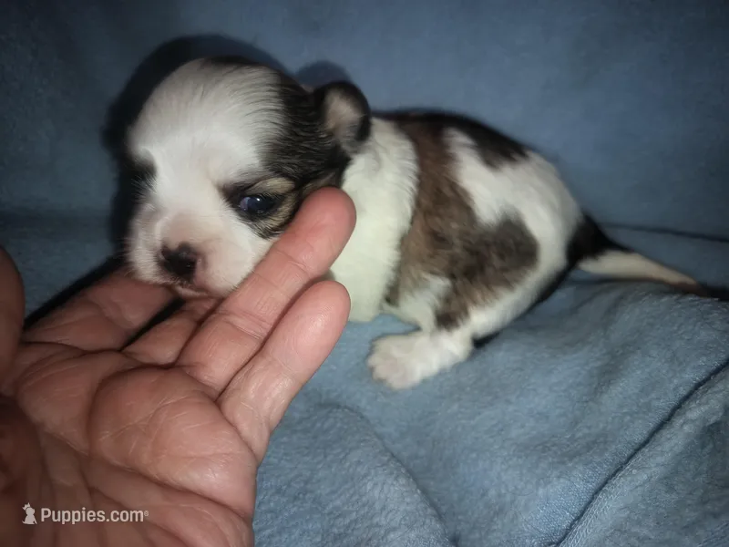 Angels shorkie boy! Will be ready at 8 weeks
