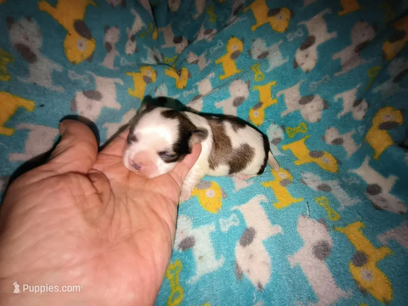 Angels shorkie boy! Will be ready at 8 weeks