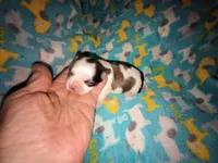 Angels shorkie boy! Will be ready at 8 weeks, a male Shorkie for sale in Jackson, MI – Photo 1 of 3
