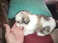 Angels shorkie boy! Will be ready at 8 weeks, a male Shorkie for sale in Jackson, MI – Photo 2 of 3