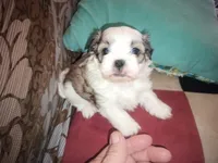 Angels shorkie boy! Will be ready at 8 weeks, a male Shorkie for sale in Jackson, MI – Photo 3 of 3