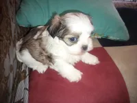Angels shorkie boy! Will be ready at 8 weeks, a male Shorkie for sale in Jackson, MI – Photo 1 of 3