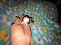 Angels shorkie boy! Will be ready at 8 weeks, a male Shorkie for sale in Jackson, MI – Photo 3 of 3