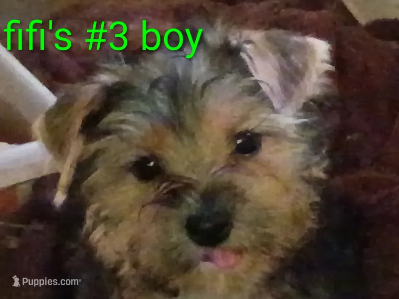 Fifi's Boo-boo purebred Yorkie boy – Yorkshire Terrier puppy for sale in Jackson, MI