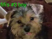 Fifi's Boo-boo purebred Yorkie boy, a male Yorkshire Terrier for sale in Jackson, MI – 1 of 2