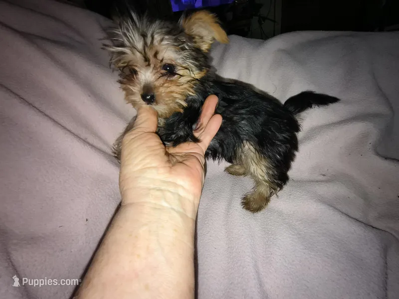 Abby's purebred Yorkie girl! Ready to go at 9 weeks