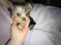 Abby's purebred Yorkie girl! Ready to go at 9 weeks, a female Yorkshire Terrier for sale in Jackson, MI – Photo 2 of 2