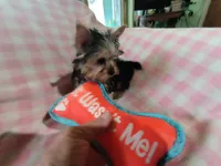 Abby's purebred Yorkie girl Sassy! Ready to go at 9 weeks, a female Yorkshire Terrier for sale in Jackson, MI – Photo 3 of 3