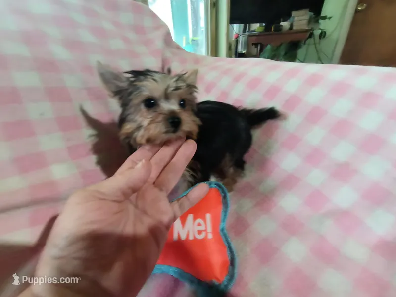 Abby's purebred Yorkie girl Sassy! Ready to go at 9 weeks, a female Yorkshire Terrier for sale in Jackson, MI – Photo 1 of 3