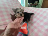 Abby's purebred Yorkie girl Sassy! Ready to go at 9 weeks, a female Yorkshire Terrier for sale in Jackson, MI – Photo 1 of 3