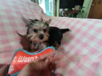 Abby's purebred Yorkie girl Sassy! Ready to go at 9 weeks, a female Yorkshire Terrier for sale in Jackson, MI – Photo 2 of 3