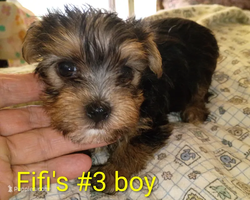 Fifi's #3 purebred Yorkie boy! – Yorkshire Terrier puppy for sale in Jackson, MI