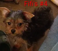 Fifi's #4 boy purebred Yorkie Squirt, a male Yorkshire Terrier for sale in Jackson, MI – 2 of 3