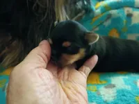 Jazzy's purebred Yorkie boy!, a male Yorkshire Terrier for sale in Jackson, MI – 2 of 3