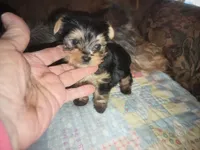 Ellie's purebred Yorkie boy, a male Yorkshire Terrier for sale in Jackson, MI – 1 of 4