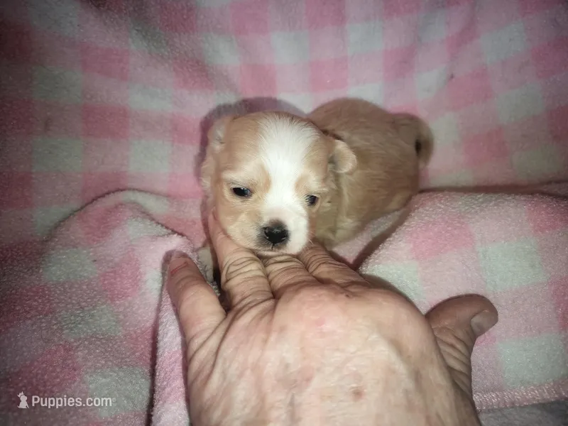 Angels shorkie girl Will be ready to go at 8 weeks