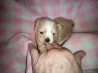 Angels shorkie girl Will be ready to go at 8 weeks, a female Shorkie for sale in Jackson, MI – Photo 1 of 3